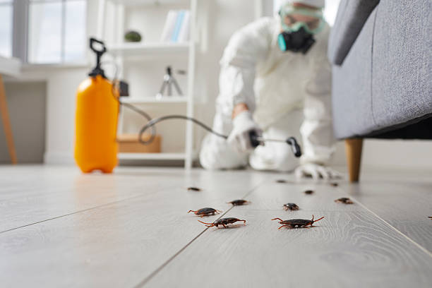Commercial Kitchen Cockroach Control in Falls Creek